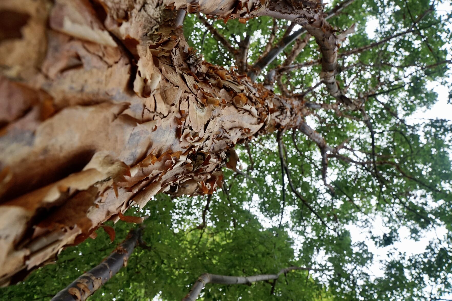 Paperbark Maple